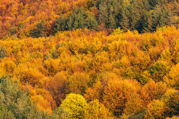 Fototapeta premium Autumn colorful forest side top view trees season rural scene bulgaria nature landscape telephoto zoom minimal texture orange green warm sunny sunset