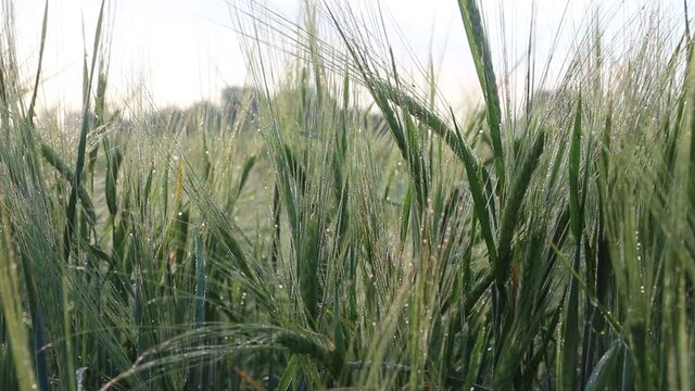 Green spring grass with dew drops clips, the diamond dewdrop on the ear of wheat, raindrops on the green grass.