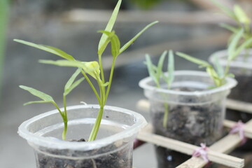 water spinach seeds are planted in used plastic cups