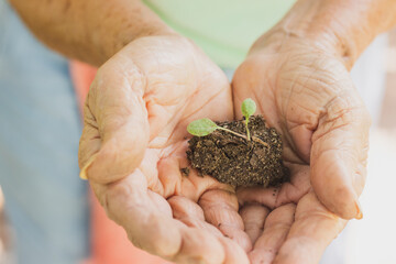 background hand holding small plant, seedling, seeds