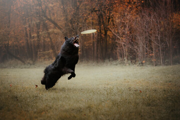 autumn action portrait of black dog belgian sheperd groenendael in the forest