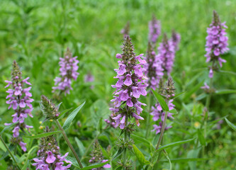 Stachys palustris grows among grasses in nature