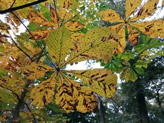 autumn leaves on a tree