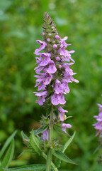 Stachys palustris grows among grasses in nature