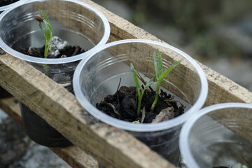 water spinach seeds are planted in used plastic cups