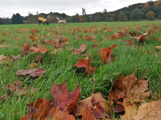 autumn leaves on the grass