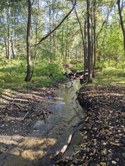 A river in the woods in fall season.