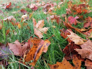 autumn leaves on grass