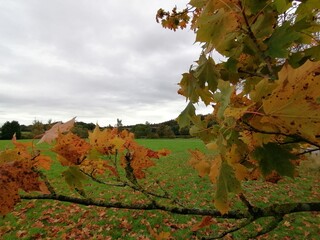 autumn landscape with trees