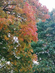 fall colors in the park