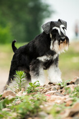Naklejka na ściany i meble Miniature schnauzer dog standing on stones