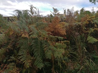fern plants in autumn