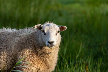 Fototapeta premium Schaf in den Niederlande