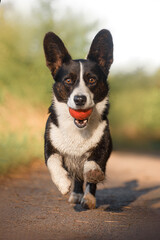 Action portrait of tricolour welsh corgi cardigan in grass on sunrise with orange ball