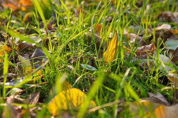 Green Autumn Grass Meadow Close-Up With Bright Sunlight and Leaves. Spring Background. Sunny Autumn Background with leaves in a grass in bright sunshine