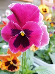 purple and yellow flowers