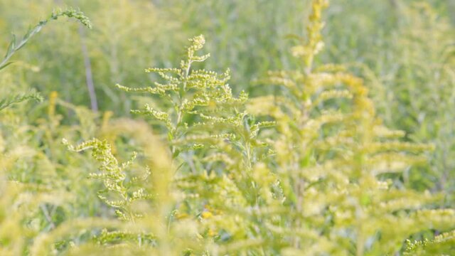 Yellow plant canadian goldenrod growing on the field, background.