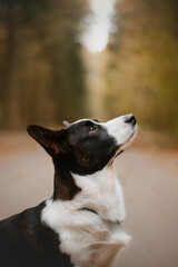 Close-up portrait of tricolour welsh corgi cardigan in forest
