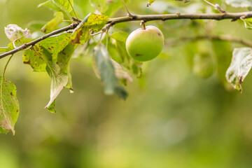 Apple tree. Agriculture, leaf with soft focus and blurred background