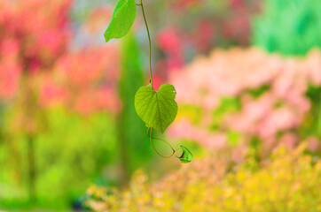 autumn leaves in the park