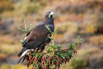 Close up golden eagle portrait at Denali National Park in Alaska