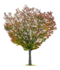 Autumn trees isolated on white background.