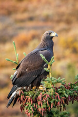 Close up golden eagle portrait at Denali National Park in Alaska