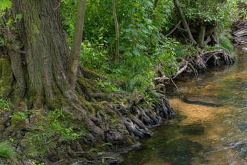 Tree roots on the bank of a clear stream