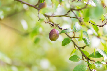 plum tree, Agriculture, leaf with soft focus and blurred background