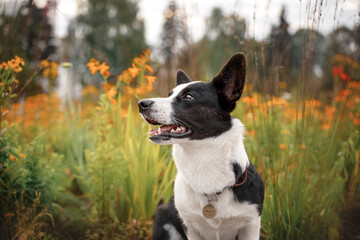 Portrait of male tricolour welsh corgi cardigan on sunrise in grass