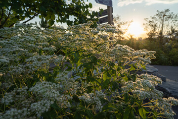 Tall Boneset at sunset in Ontario Canada