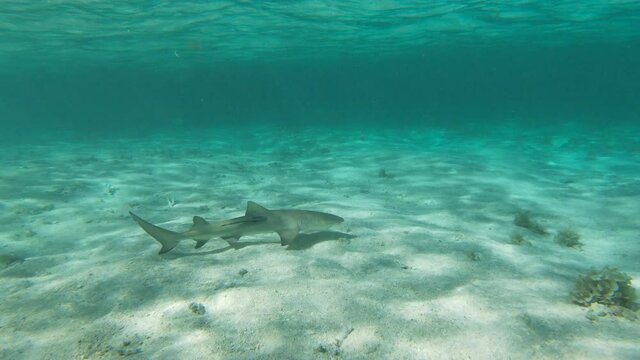 Requin citron R&eacute;serve naturelle de Petite Terre Guadeloupe France