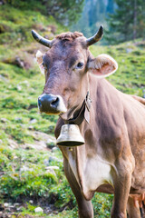 Cow of Tannheimer Tal on Alpine mountain pasture, summer evening