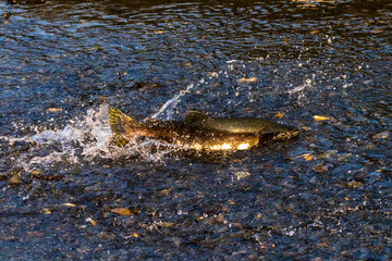 Pink Salmon (Humpy Salmon) migrating out of water through a shallow portion of a creek during the migration of the fish from the ocean to its fresh-water spawning grounds in Alaska