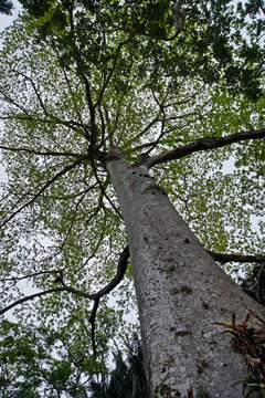 Kapok tree, Sumauma tree or silk-cotton tree (Ceiba pentandra)