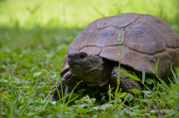 Tortoise hanging around in grass