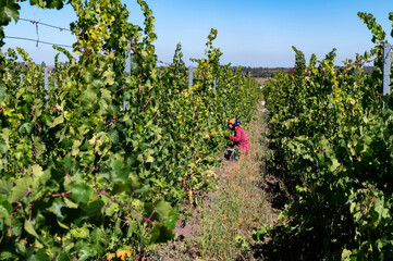 Gathering the grape harvest in the vineyard manually