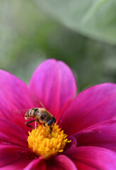 bee on pink flower