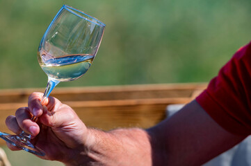 Hand holds glass with white wine next to grapes in nature