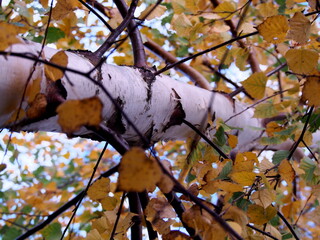 white-brown birch trunk, detail of a tree in autumn, with blue sky in the background on a sunny day, horizontal background