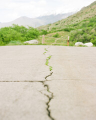 crack in asphalt road