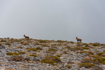 La Maroma, montaña y pico del Parque Natural de Las Sierras de Tejeda, Almijara y Alhama,...