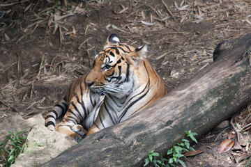 Tiger Resting on the ground