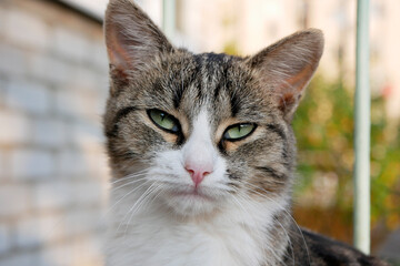 Portrait of cute multicolored street cat with green intelligent eyes outdoors.