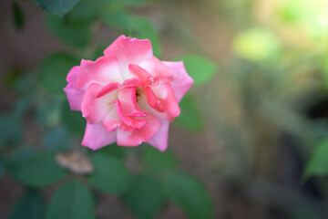 Roses in the garden