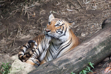Fototapeta na wymiar Tiger outdoors in nature