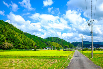 【田園風景】収穫時期の稲穂