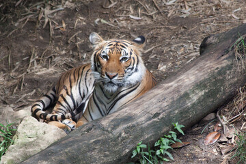 Fototapeta na wymiar Tiger Resting on the ground