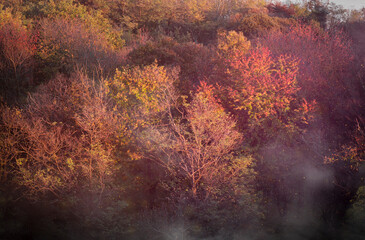Fototapeta na wymiar Trees in autumn season 