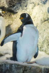 ジェンツーペンギン